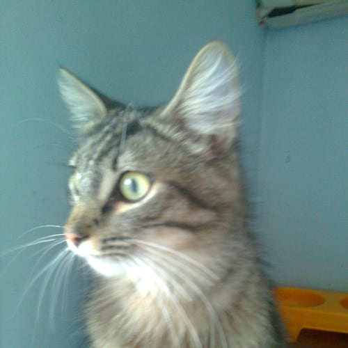 No photo for Milo