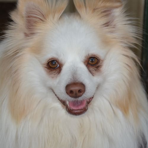 Snowy *On Trial in my new home*