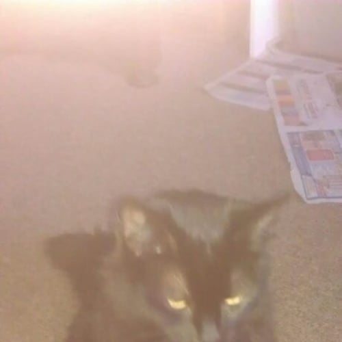 No photo for Lilly