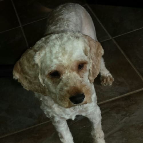 No photo for Bailey