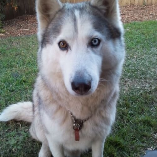 No photo for Zephyr