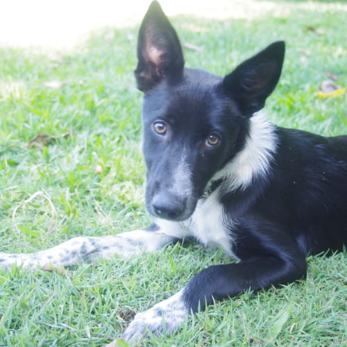 No photo for Sweetie  On Trial With Her New Family