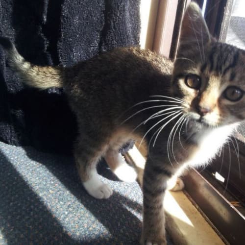 Tiger-Lily (Squawks Pet Store)