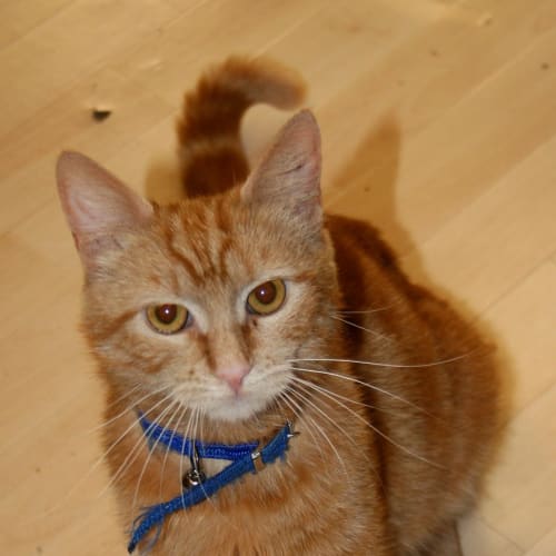 No photo for Garfield **On Trial In My New Home**