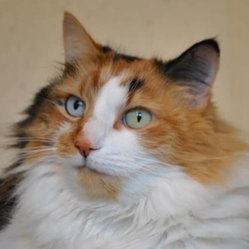 No photo for Polly 775351