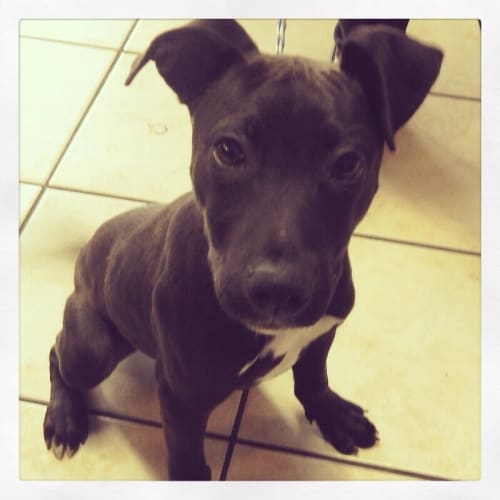 No photo for Rodney**Urgent Foster Carer Needed**