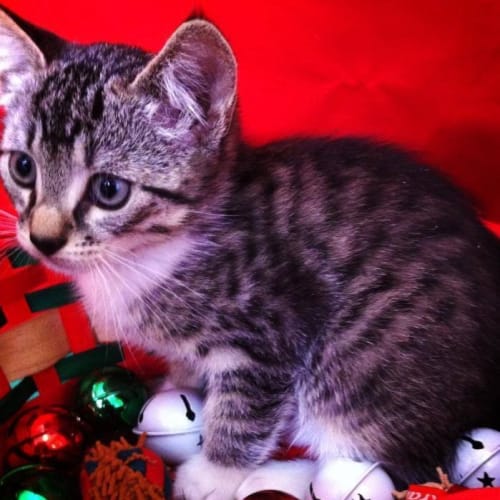 No photo for Jingles