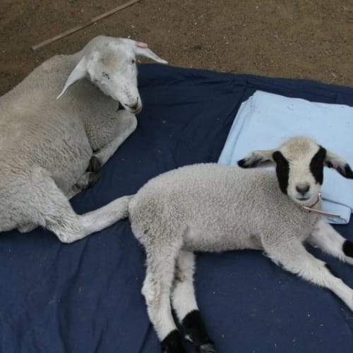 No photo for Sugarlegs And Studley