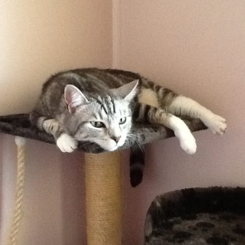 "Snuggles" - Purrfect Match