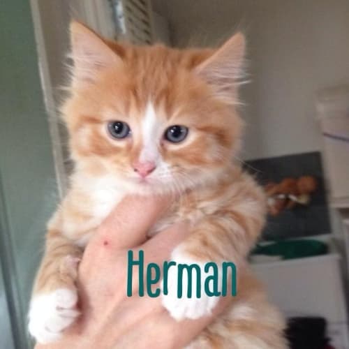 No photo for Herman