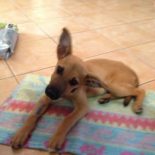 No photo for Porsha **Adopted Pending Trial Period**