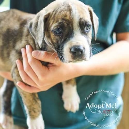 Lawson, Lennard, Lennon, Leroy & Jimmy