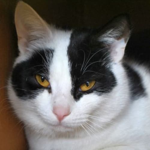 No photo for Zorro 773533