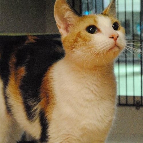 No photo for Calico