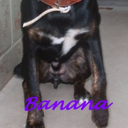 No photo for Banana