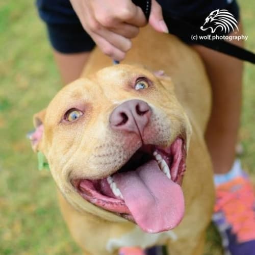 No photo for Texas **Urgent Foster Carer Needed**