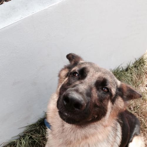 No photo for Dilly (Adoption Pending)