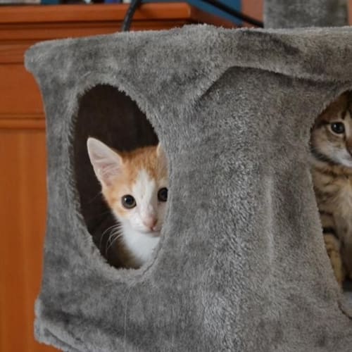No photo for Nala & Simba