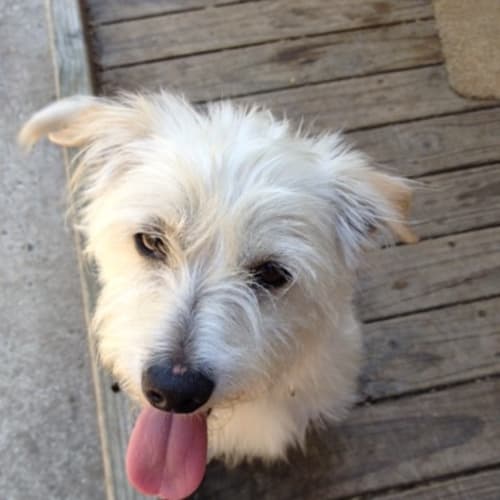 No photo for Floyd (Squawks Pet Store)