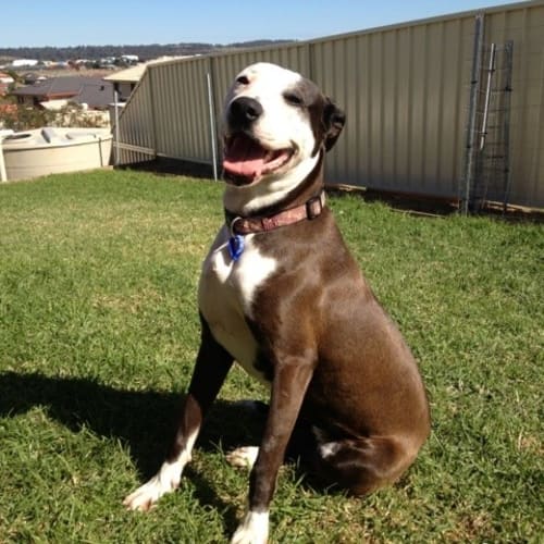 Asha  (adopted 27/12/13)