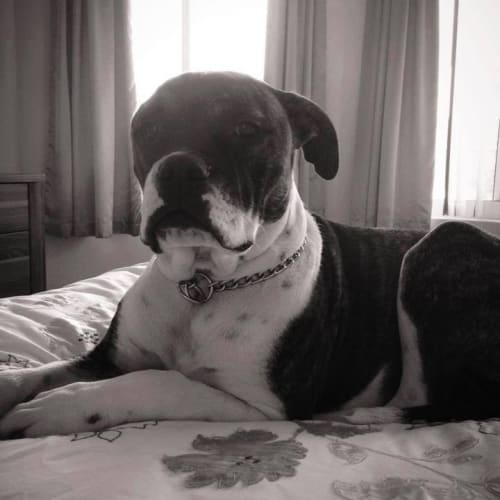 Jessie
