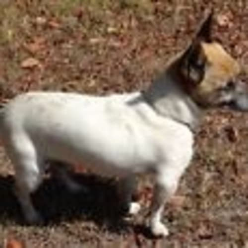 No photo for Pee Wee
