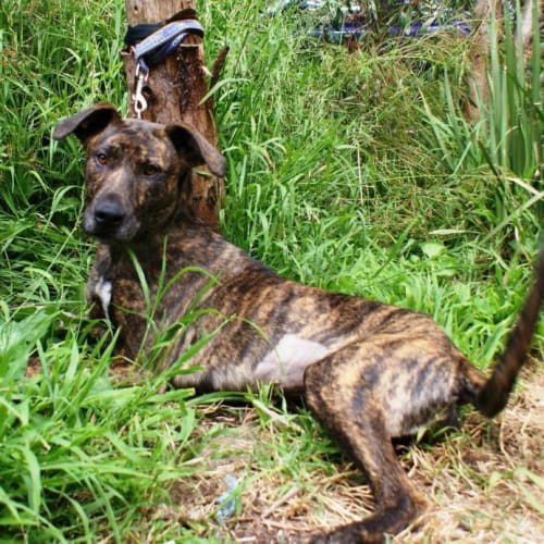 No photo for Stunning Stella   Lab X 