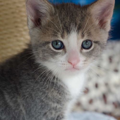 No photo for White Socks ** Adoption Pending**