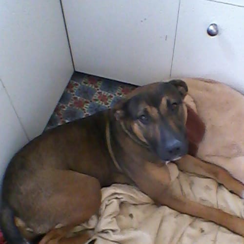 Boo .. the Bootiful girl