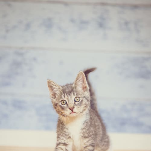 No photo for Comet   Silver Tabby (Located In Templestowe)