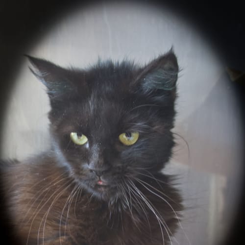 No photo for Primrose