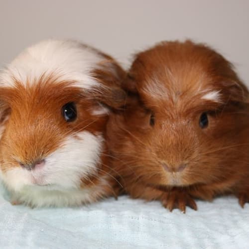 Mia and Charlotte