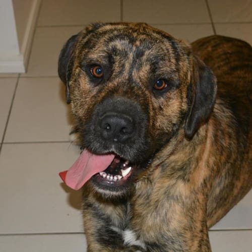 No photo for Ranger (Adoption Pending)