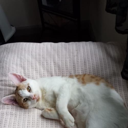 Gracie