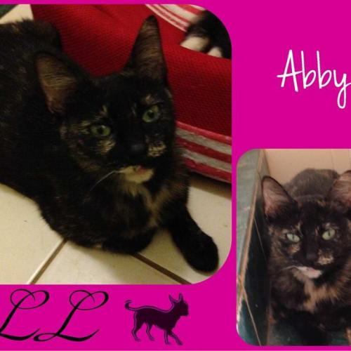 No photo for Abby