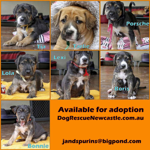 Dalmatian X Mastiff Puppies (last 1 adopted 14/12/
