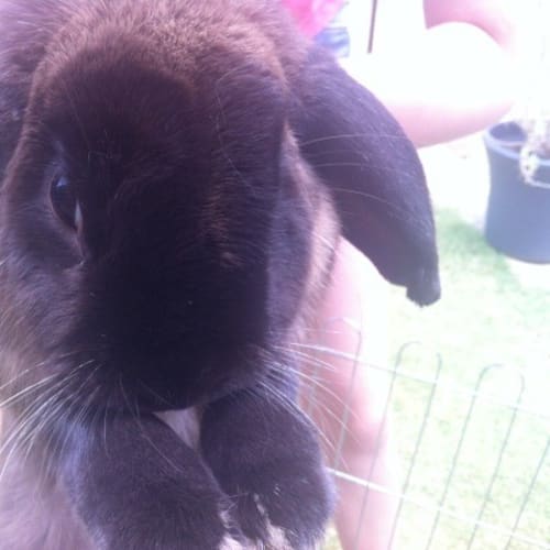 No photo for Hercules **On Trial In His New Home!**
