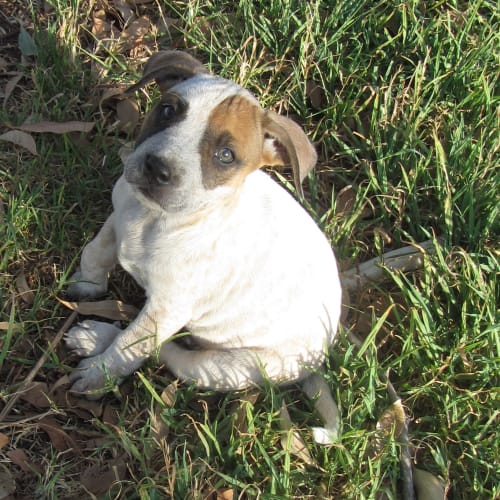 Hollie..loving little pup