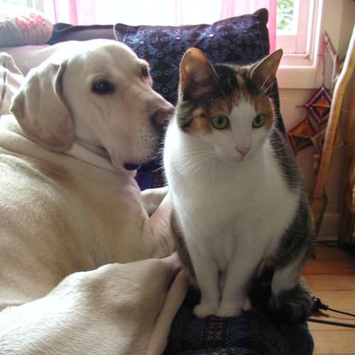 No photo for Georgia   Dog Friendly Kitty!*Half Price*