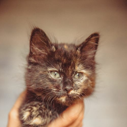 No photo for Cleo (Located In Templestowe)