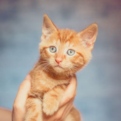 No photo for Jaffa (Located In Templestowe)
