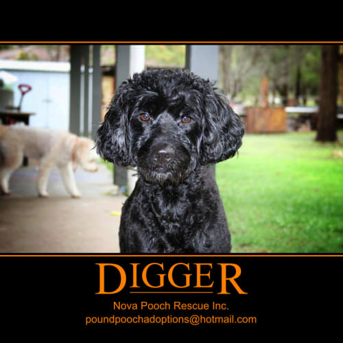 No photo for Digger (I Am On 2 Weeks Trial In My New Home)