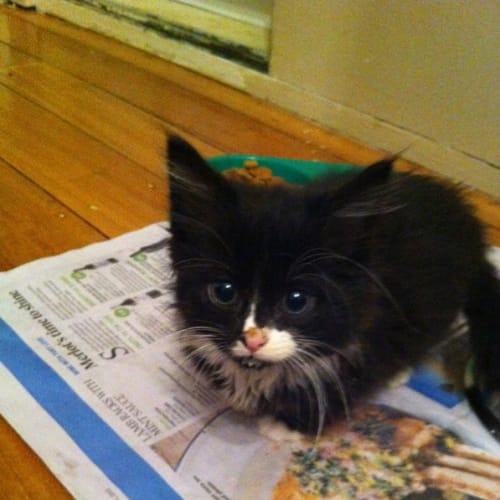 Blinky