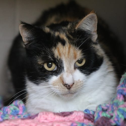 No photo for Torti
