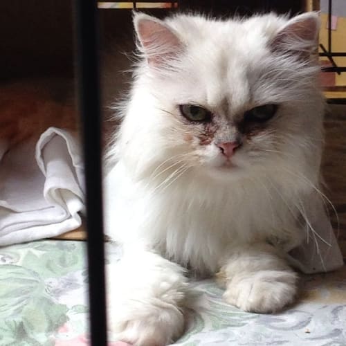 Princess Puffball (tallulah)