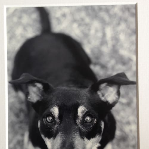 No photo for Frida