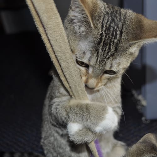 No photo for Boomer **With Video**