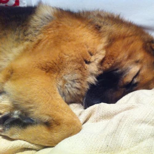 No photo for Mishka