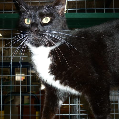 Maggie C907 (Reduced Fee)