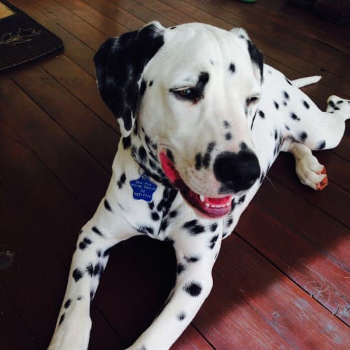 No photo for Romeo *Applications Close 26/11/13*